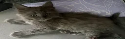 Maine Coon cats for sale: Beautiful 12 week old Maincoon  - Advert 4