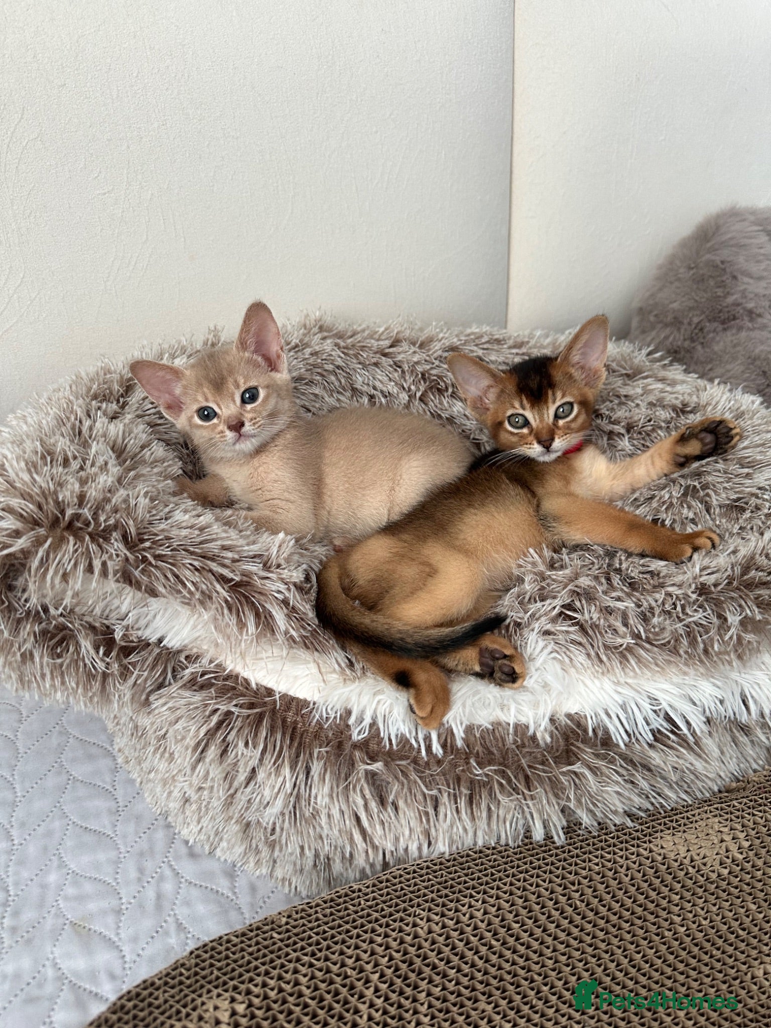 Abyssinian cats Abyssinian kittens  - Advert 1