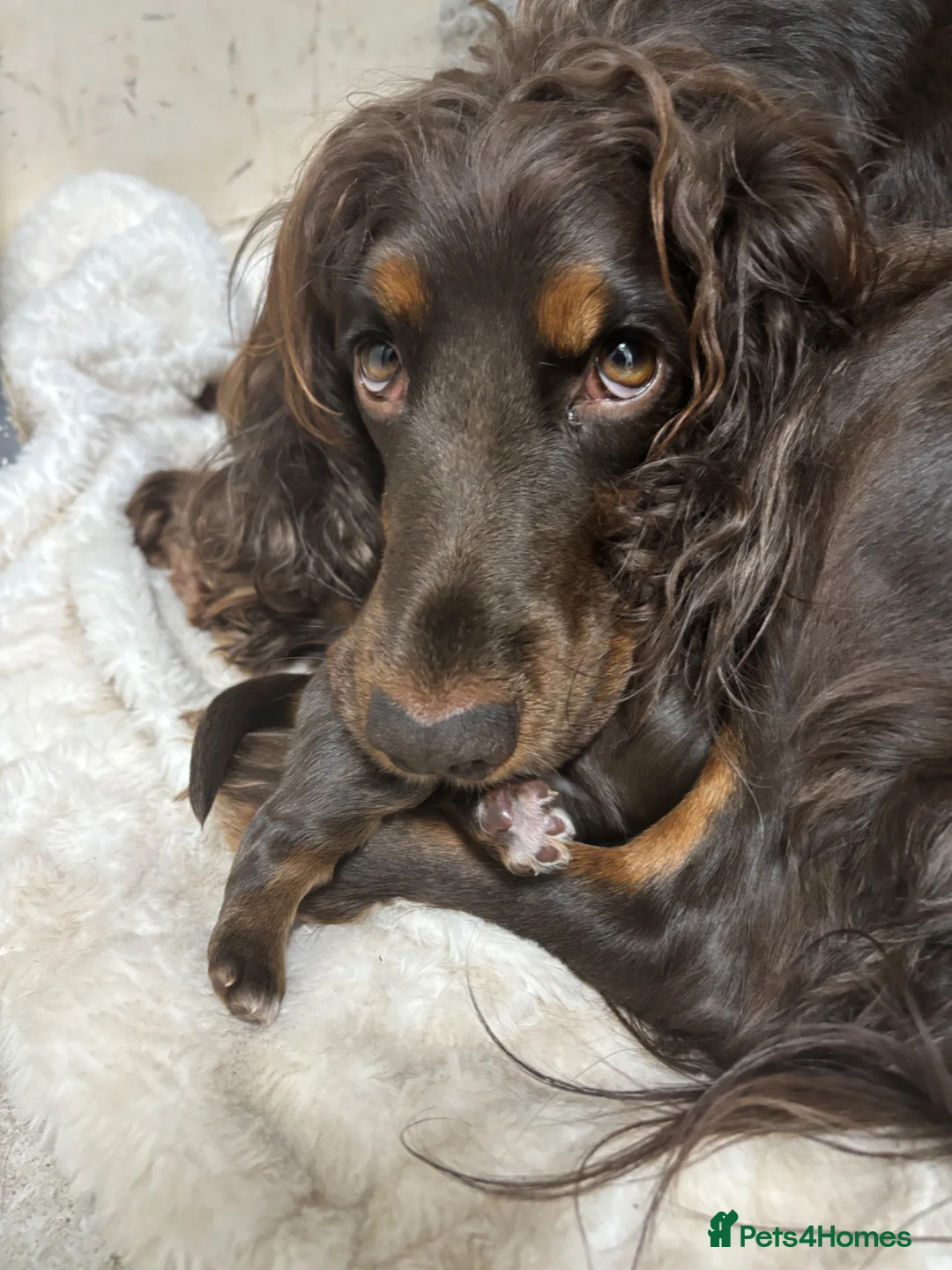 Cocker Spaniel dogs for sale: Beautiful working cocker spaniel pups  - Advert 2
