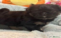 Pug dogs for sale: Scar fluffy pug - Image 10