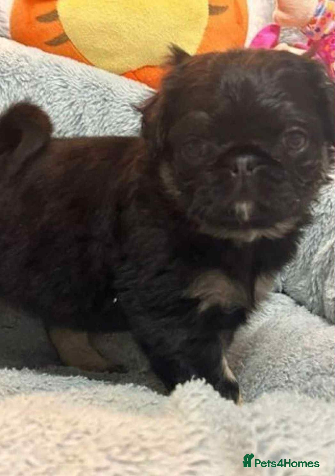 Pug dogs for sale: Scar fluffy pug - Image 10
