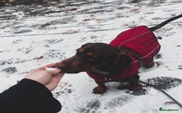 Mixed Breed dogs for stud: Meet Wilbur – Our 1/1 Cocker Spaniel x Dachshund - Image 15