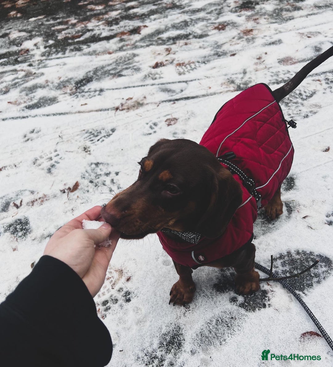 Mixed Breed dogs for stud: Meet Wilbur – Our 1/1 Cocker Spaniel x Dachshund - Image 15