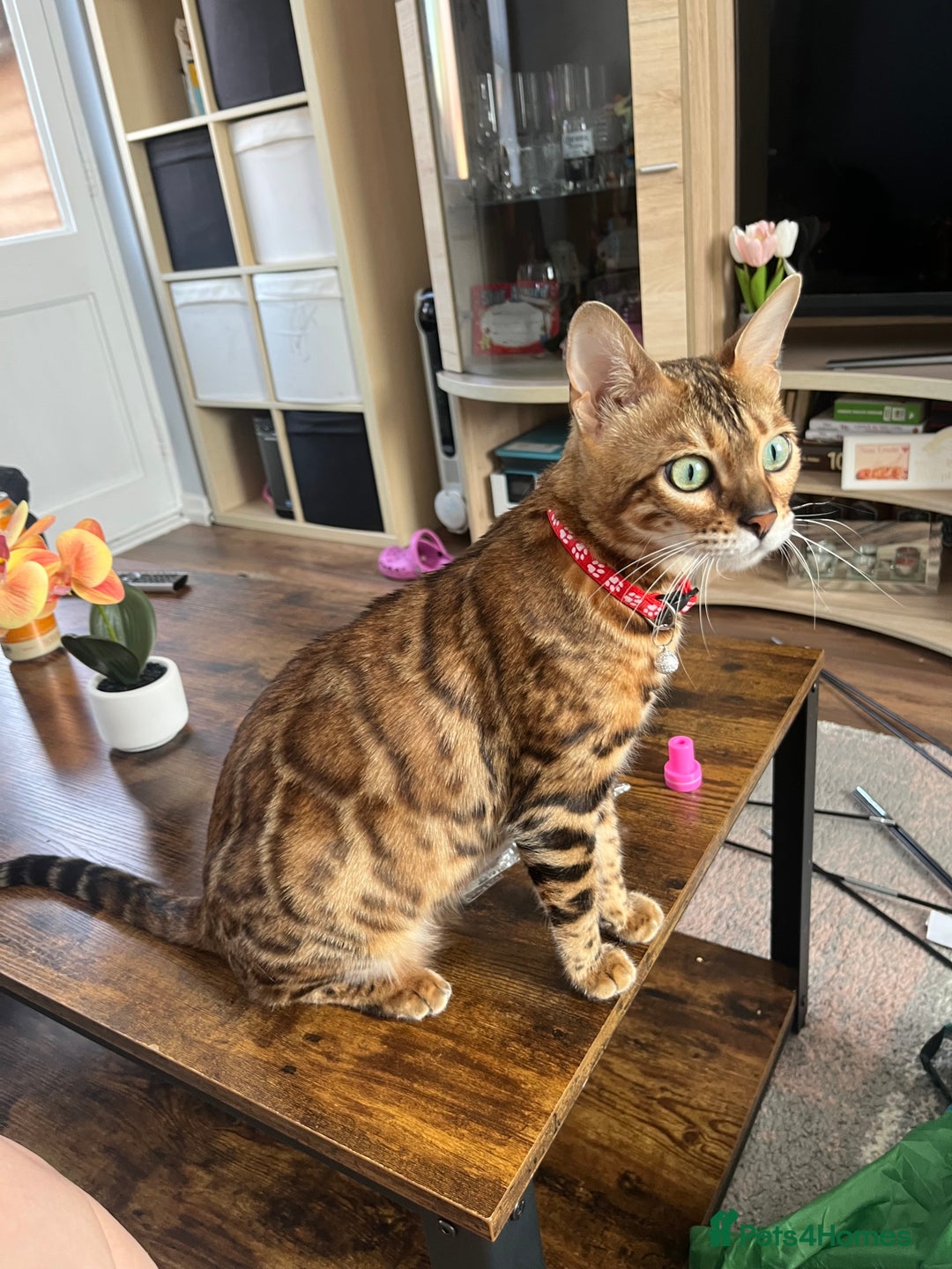 Mixed Breed cats for sale: Beautiful Half Bengal kittens - Advert 2