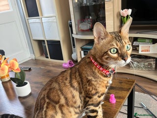 Mixed Breed cats Beautiful Half Bengal kittens - Advert 5