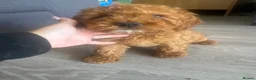 Cockapoo dogs for sale: F2 Cockapoo Puppies READY TO LEAVE 2 girls remain - Advert 7
