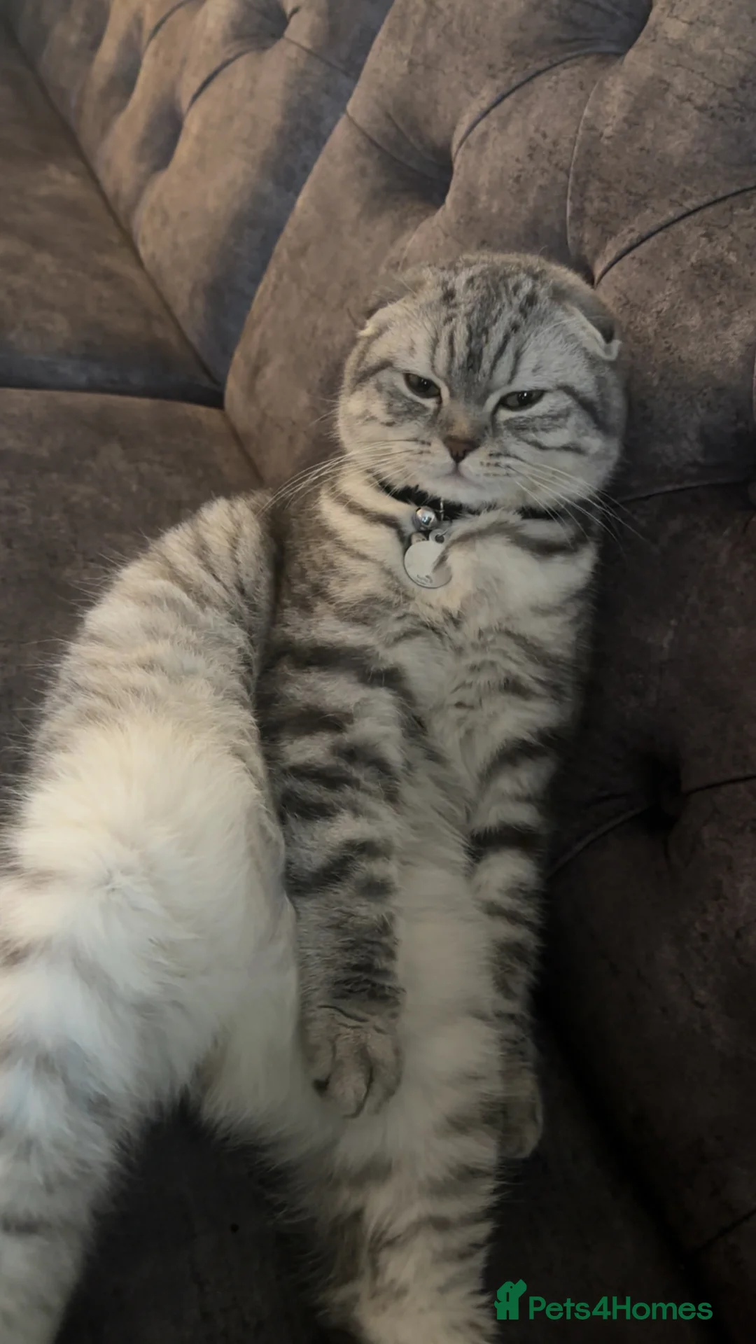 Scottish Fold cats for stud: Taz for Stud - Advert 5