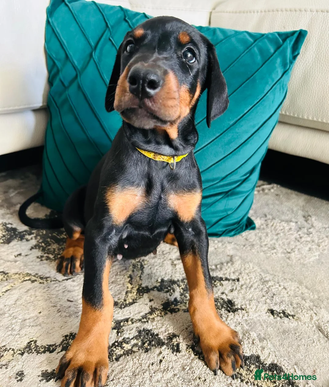 Dobermann dogs for sale: KC registered exclusive Dobermann puppies  - Advert 2