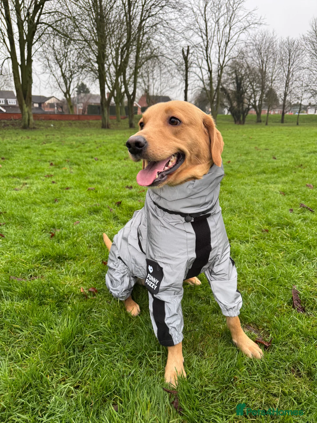 Labrador Retriever dogs for sale: Fox red Irish Labrador for loving family - Advert 11