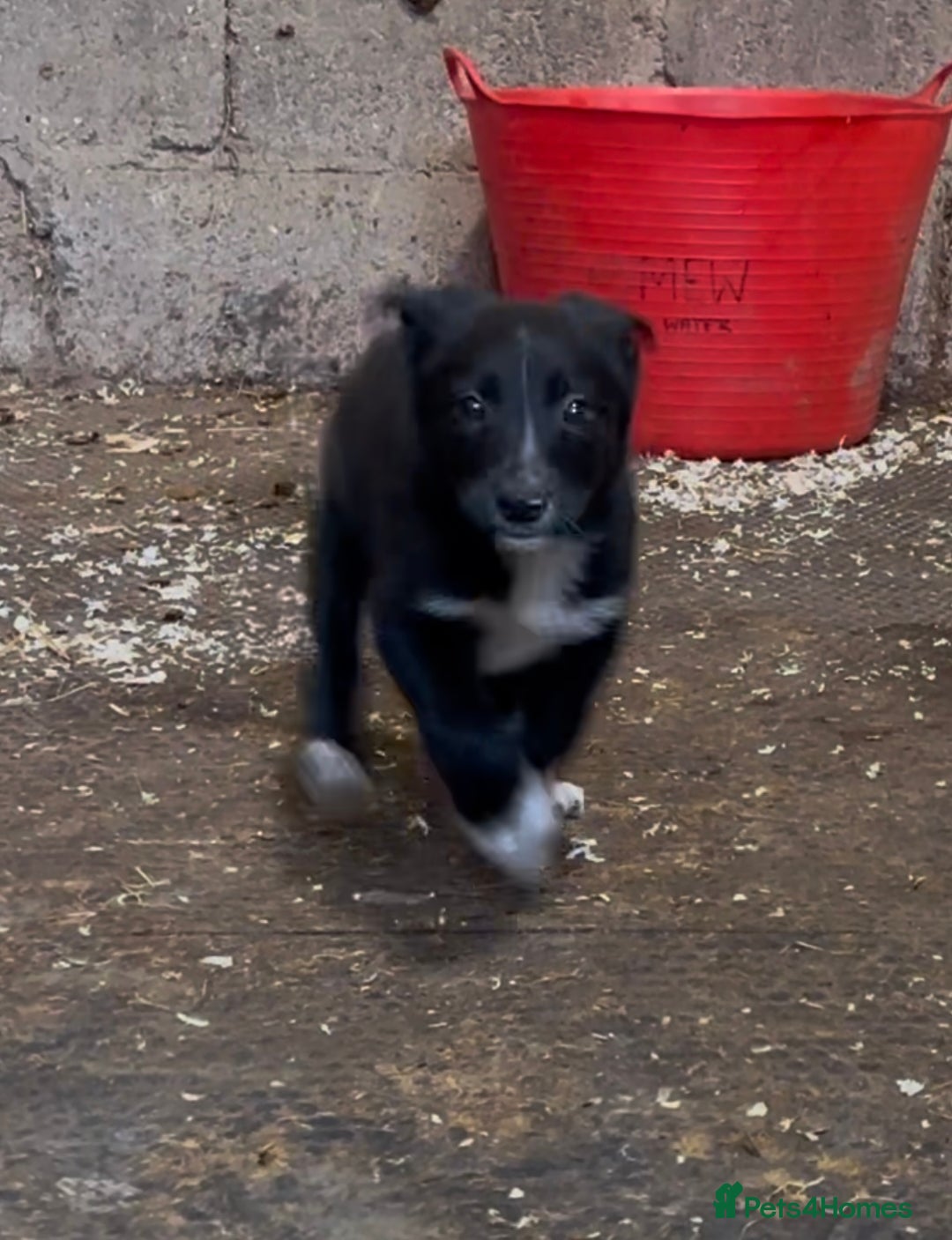 Smooth Collie dogs for sale: Stunning Collie pups - Image 5