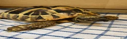 Hermann Tortoise reptiles for sale: Hermann tortoise in Sale - Advert 8
