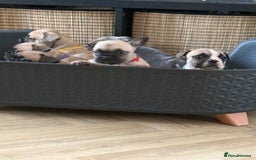 French Bulldog dogs for sale: French bulldog puppies  - Image 15