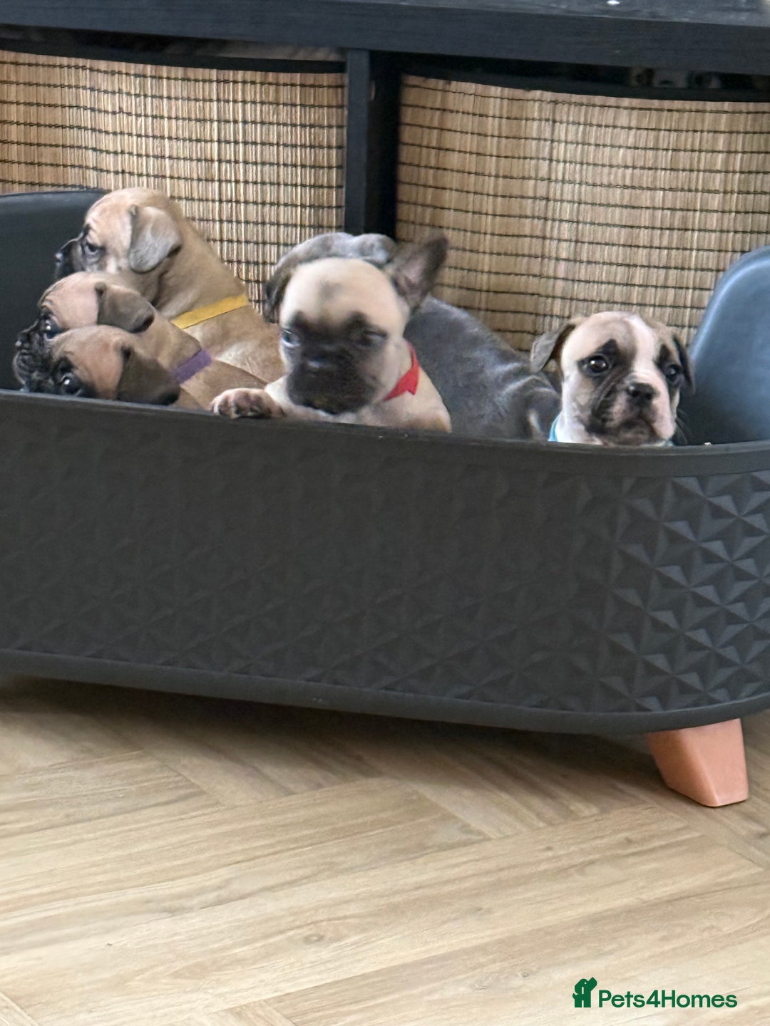 French Bulldog dogs for sale: French bulldog puppies  - Image 15