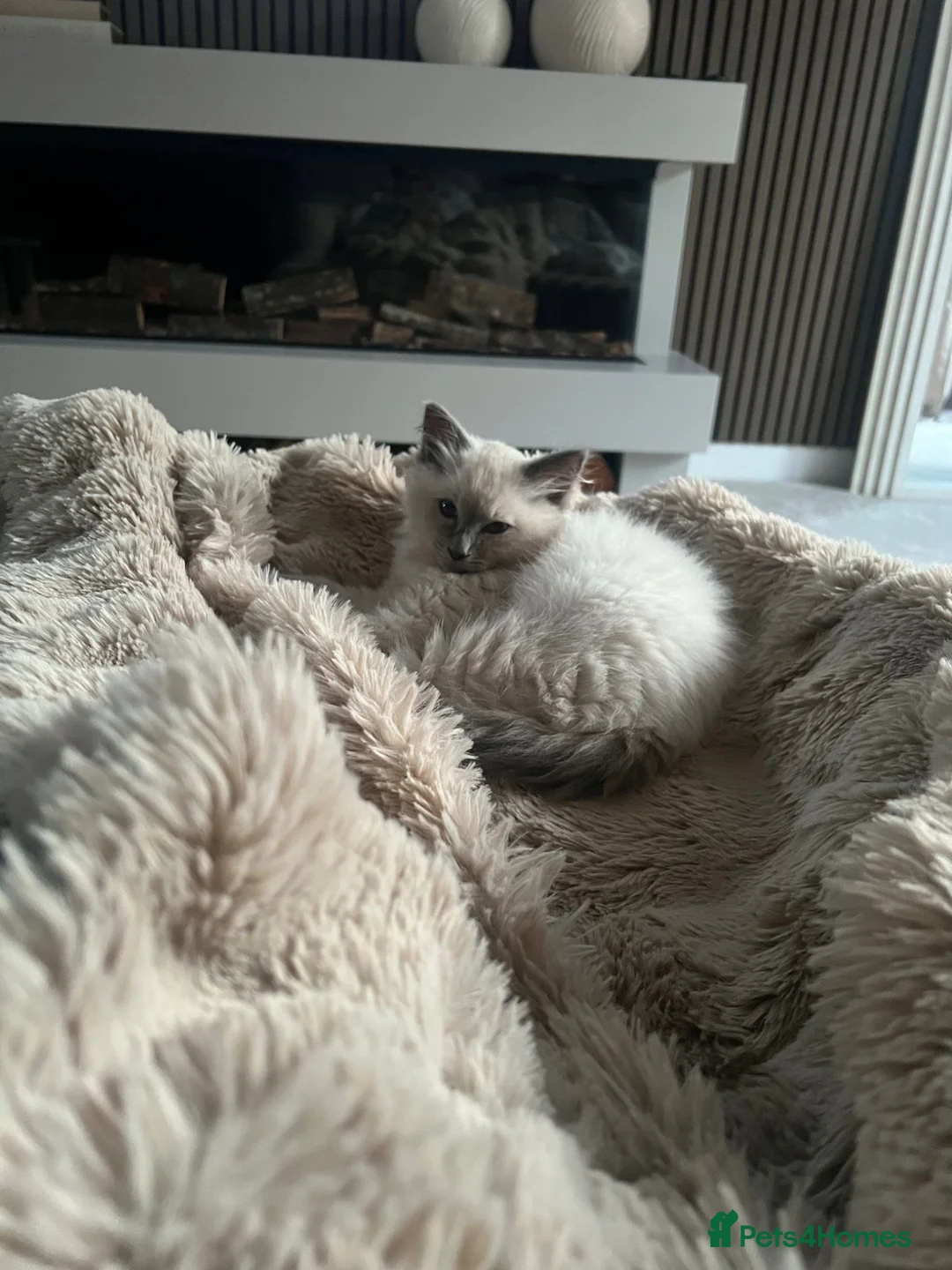 Ragdoll cats for sale: Beautiful Ragdoll boy  in Mansfield - Advert 1