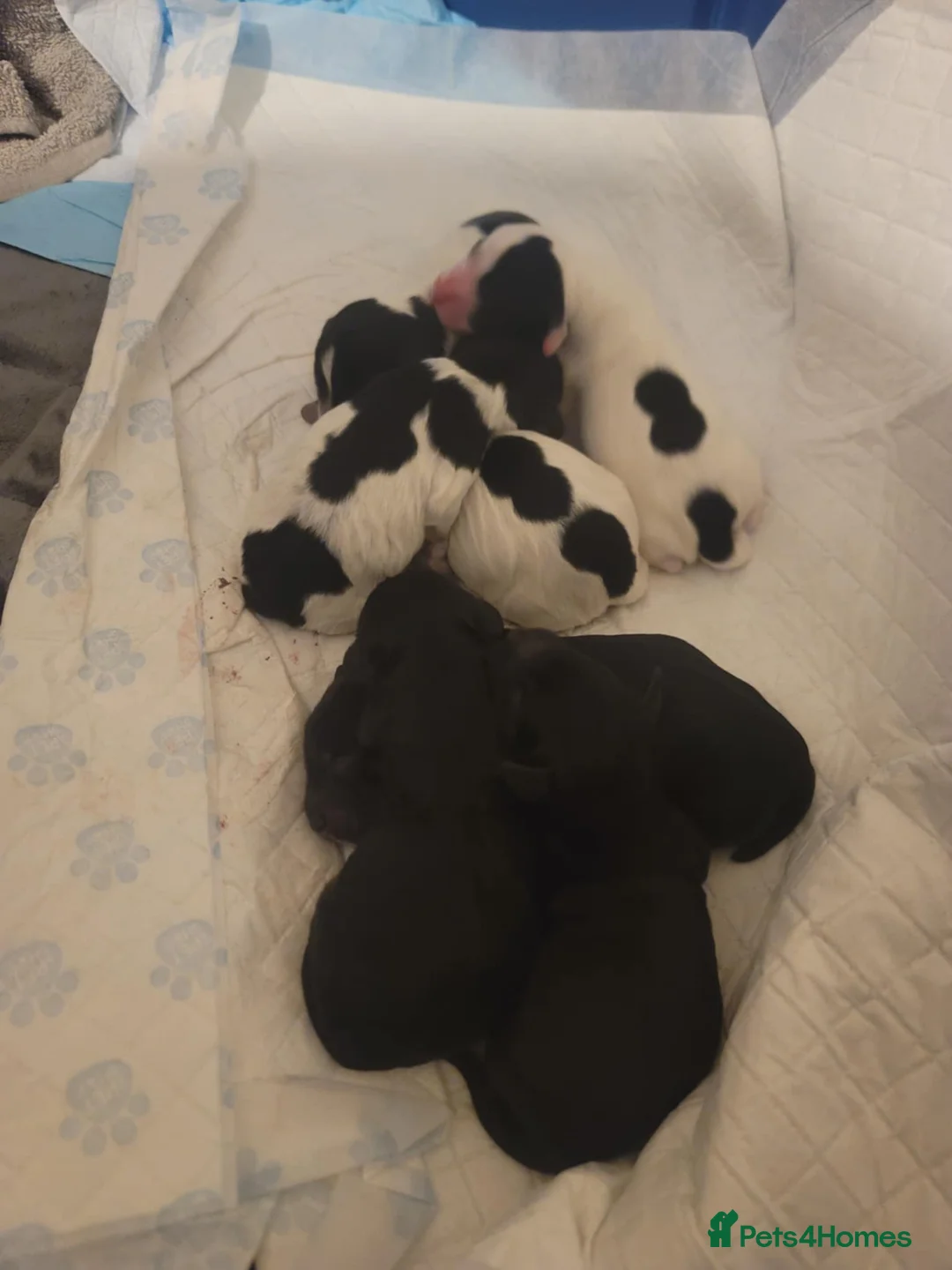 Cockapoo dogs for sale: The Magnificent fully-vaccinated Seven  in Romford - Advert 21