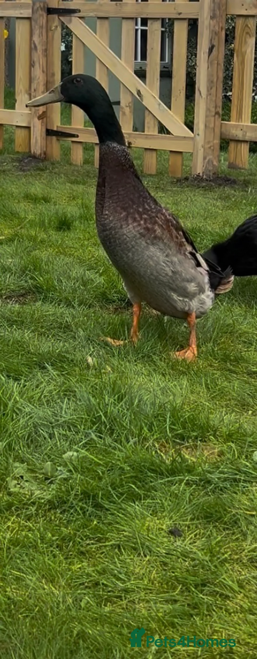Ducks poultry for sale: Male Runner Duck (Drake) in Manchester - Advert 2