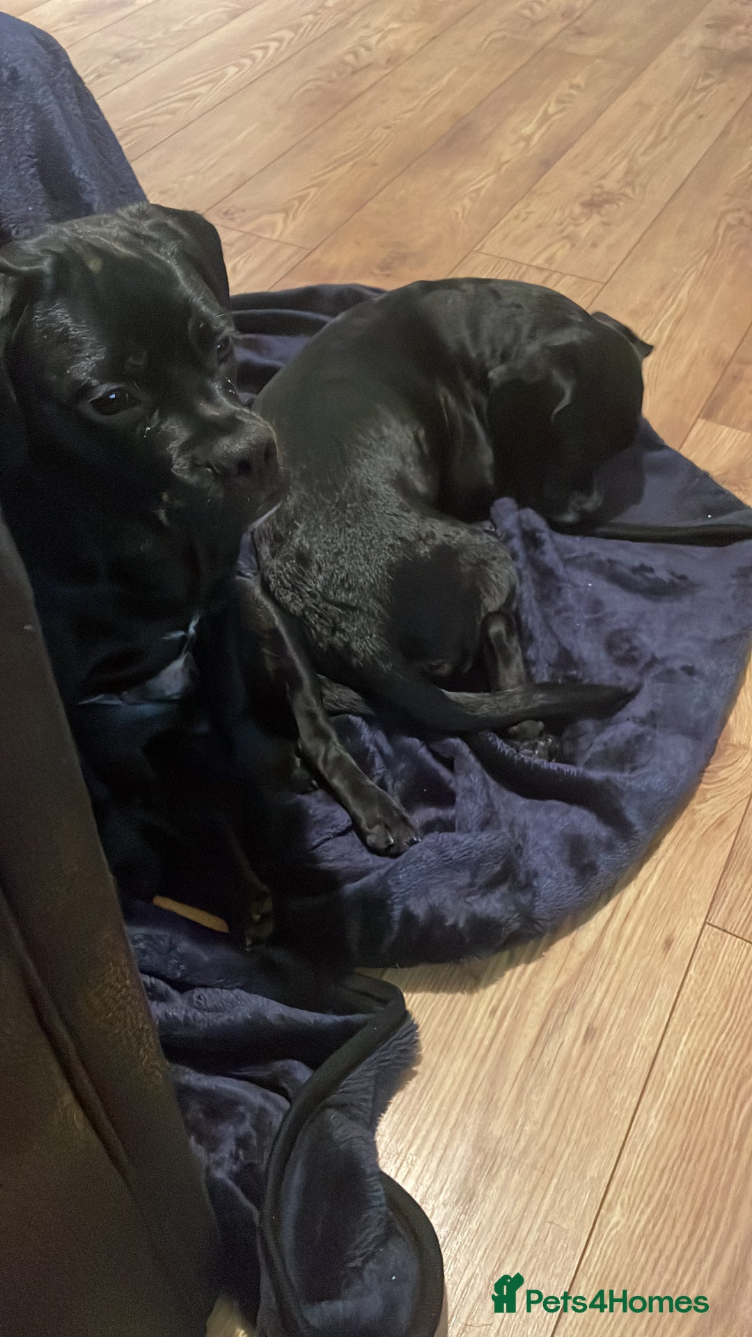 Mixed Breed dogs for sale: Ronnie and Reggie  - Advert 5