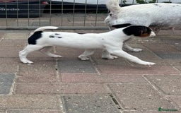 Jack Russell dogs for sale: Quality pure Jack Russell pups  - Image 11