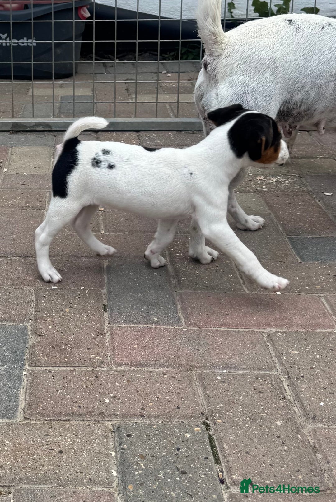 Jack Russell dogs for sale: Quality pure Jack Russell pups  - Image 11