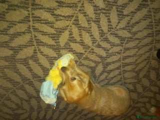 Doxiepoo dogs Doxipoo - Advert 7