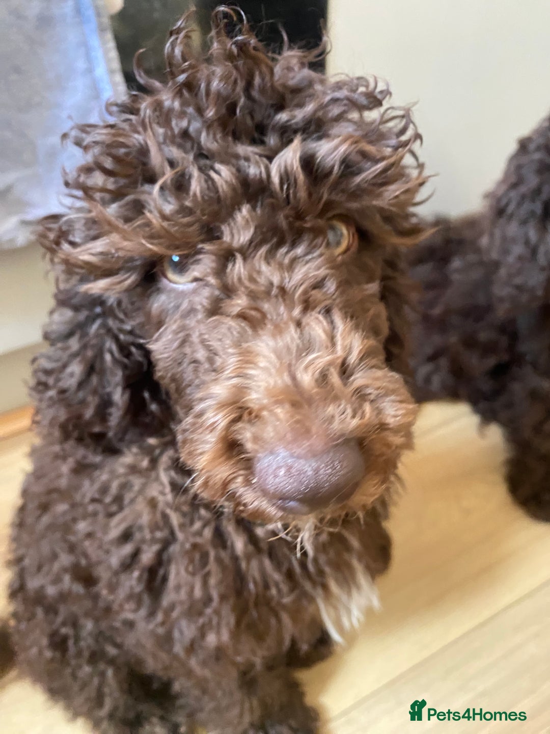 Miniature Poodle dogs for sale: 500ono Reduced 1 choc boy to find forever homes  in Malton - Image 37