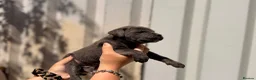 Cane Corso dogs for sale: Stunning cane corso 🐶 - Advert 29