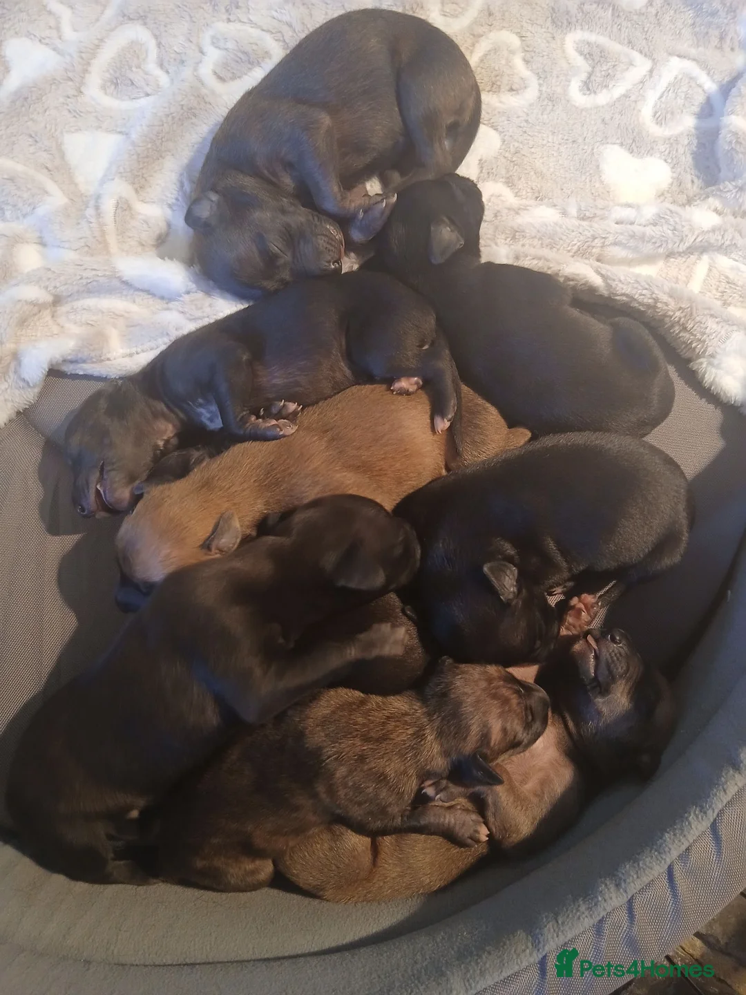 Mixed Breed dogs for sale: whippet / greyhound saluki whippet in Southampton - Advert 15