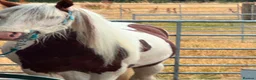 Irish Cob horses for sale: RED & WHITE TRADITIONAL MINI COB GELDING YOUNG - Advert 8