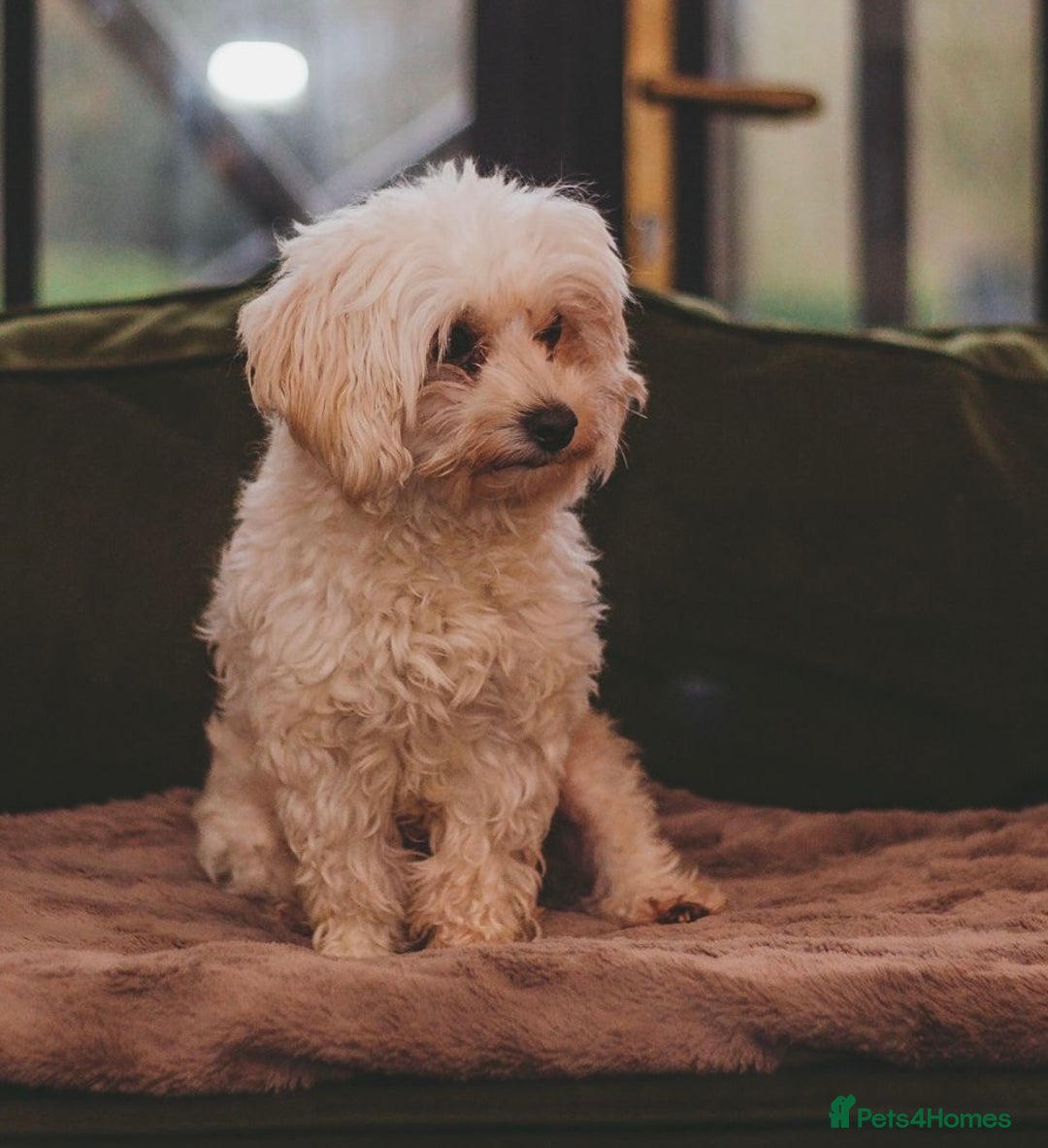 Maltipoo dogs for sale: BEST IN CLASS - F2 MALTIPOO PUPPIES - Advert 21