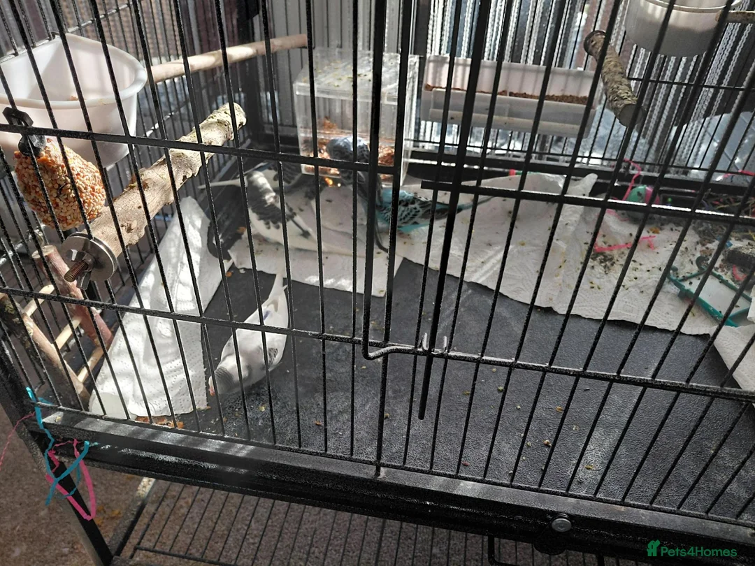 Budgerigars birds for sale: Baby budgies for sale - Advert 2