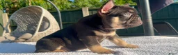 French Bulldog dogs for sale: FLUFFY FRENCH BULLDOGS LAST 2 - STUNNERS - Advert 5