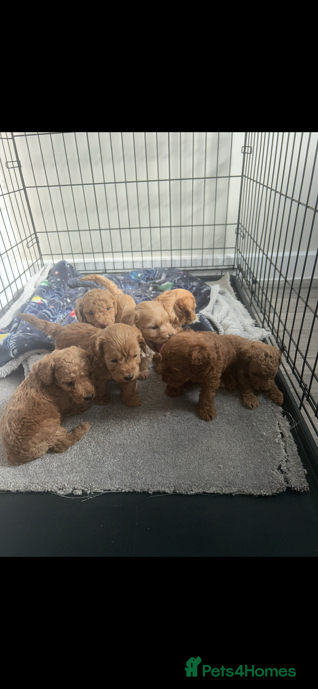 Cockapoo dogs for sale: F2 red Cockapoo puppies  - Image 4