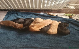 Mixed Breed dogs for sale: SHAR PEI CROSS LABDOODLE CROSS SPROCKER PUPS - Image 1