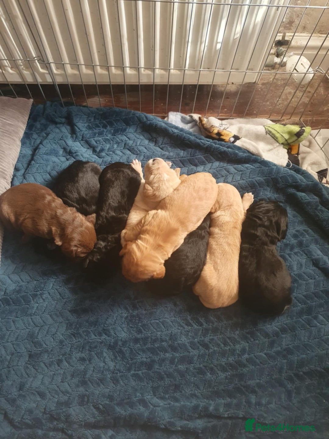 Mixed Breed dogs for sale: SHAR PEI CROSS LABDOODLE CROSS SPROCKER PUPS - Image 1