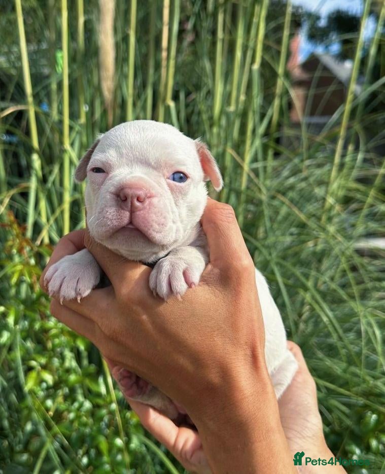 Boston Terrier dogs for sale: REDUCED GIRLS!!! 5 KC Boston Terriers  - Advert 2