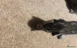 Mixed Breed cats for sale: Beautiful kittens  - Image 7