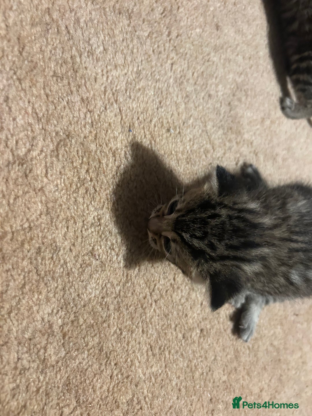 Mixed Breed cats for sale: Beautiful kittens  - Image 7