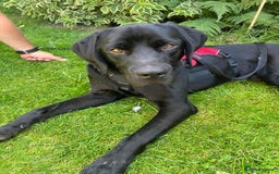Mixed Breed dogs for adoption: Bentley - Image 7