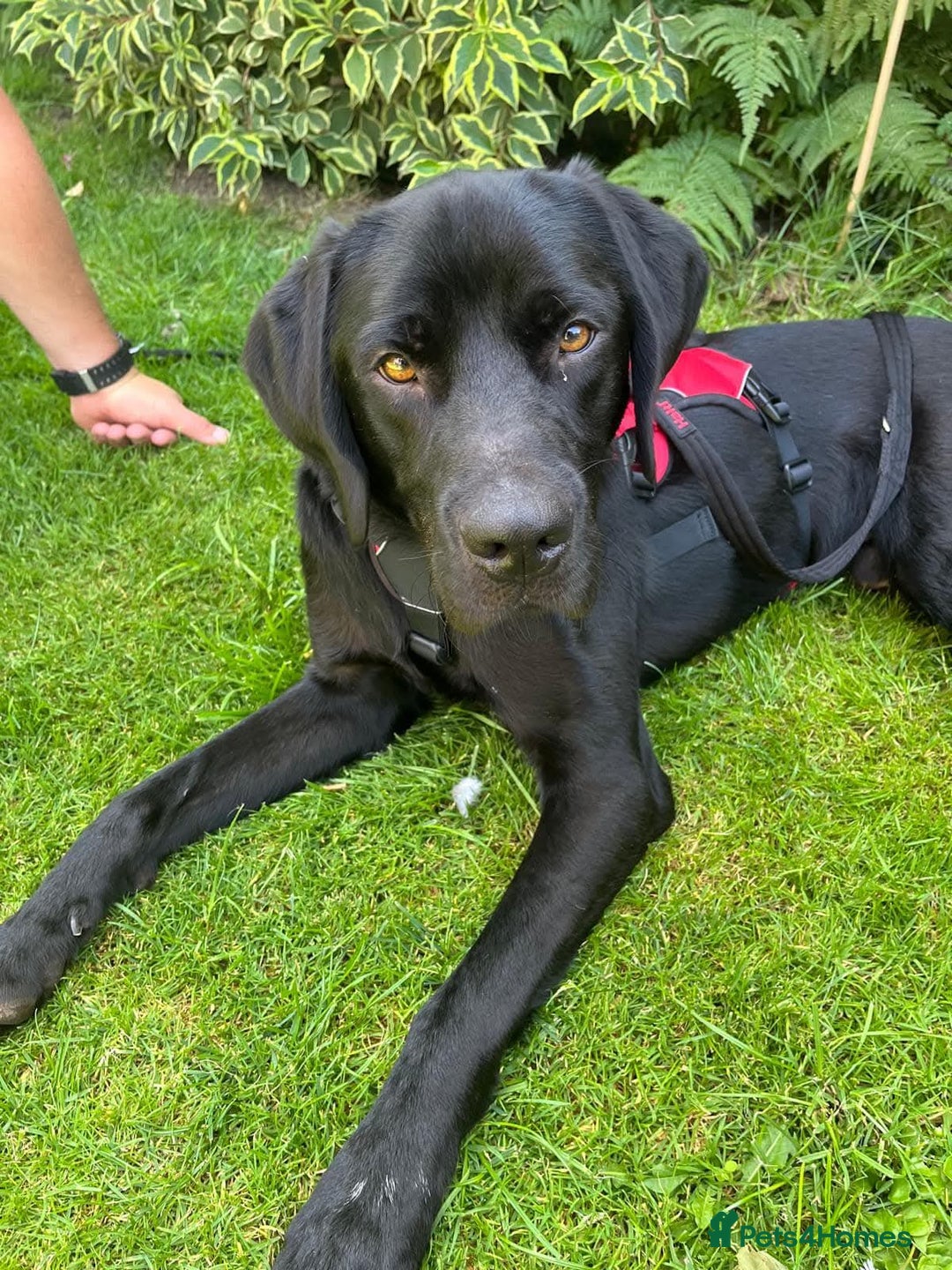 Mixed Breed dogs for adoption: Bentley - Image 7