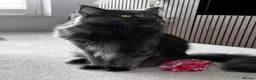 Maine Coon cats for sale: Pedagree GCCF Registered Maine Coon Kittens - Advert 13