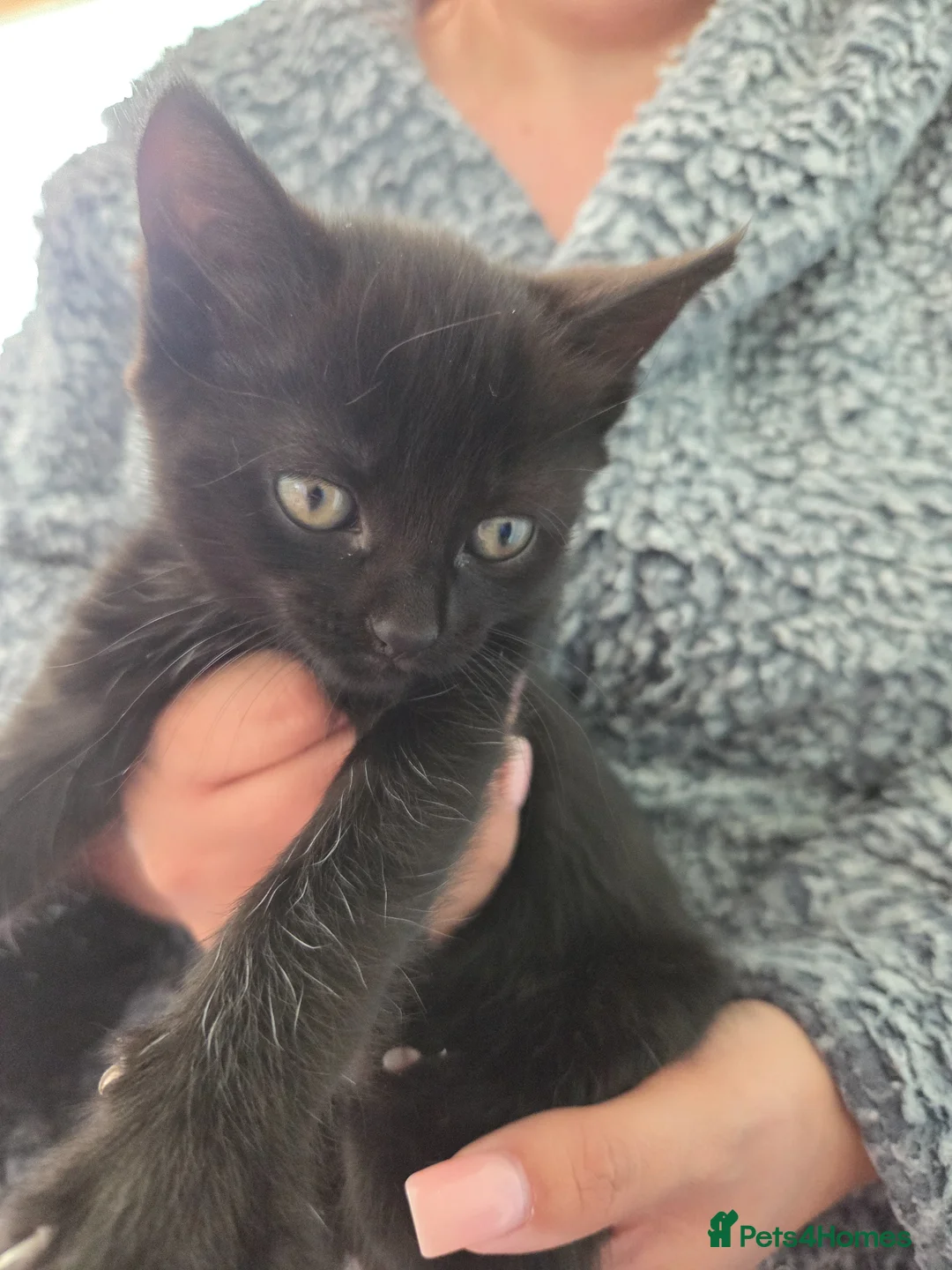 Mixed Breed cats for sale: mixed breed kittens - Advert 5