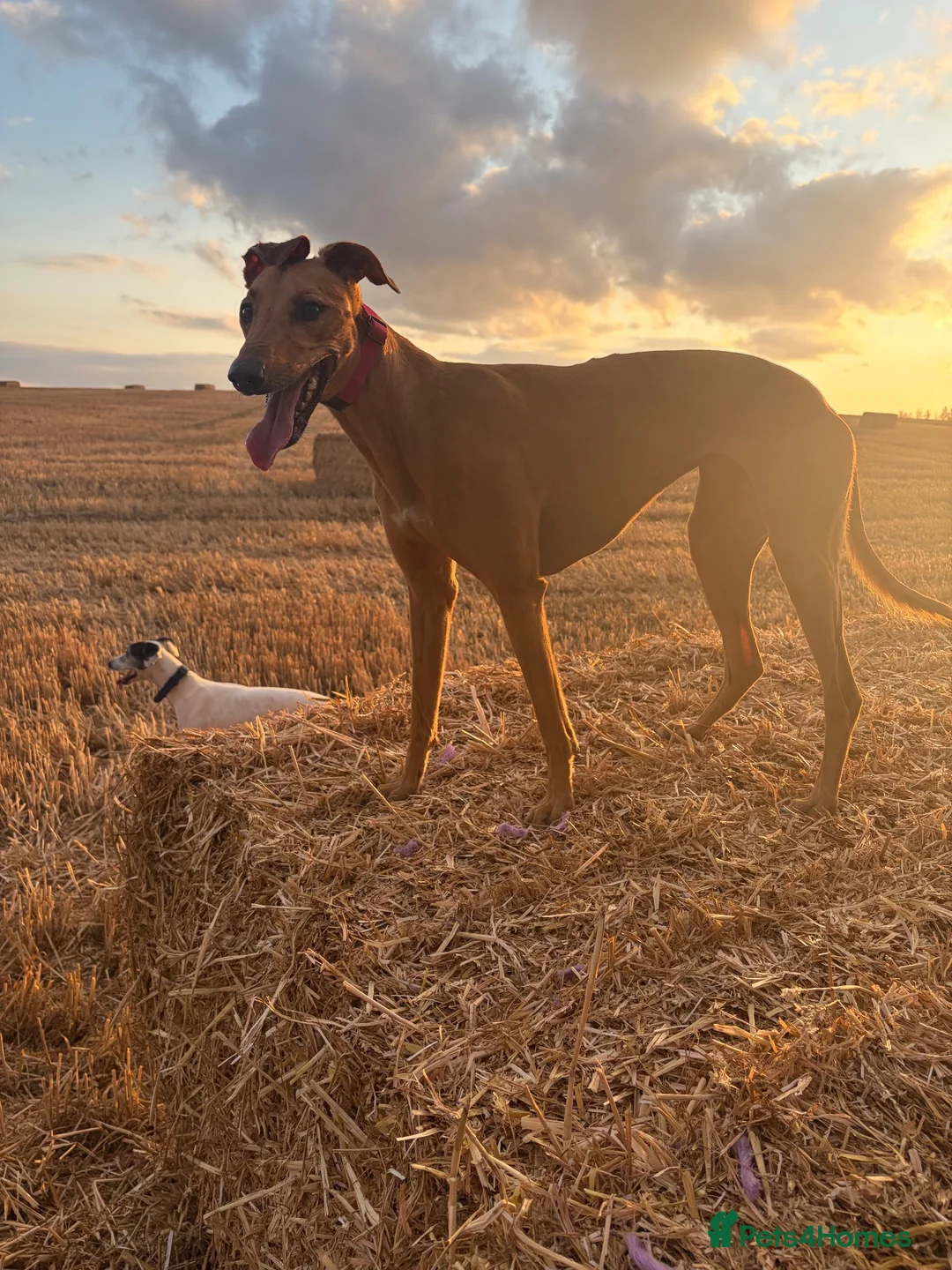 Greyhound dogs for adoption: Lady greyhound x  - Advert 4