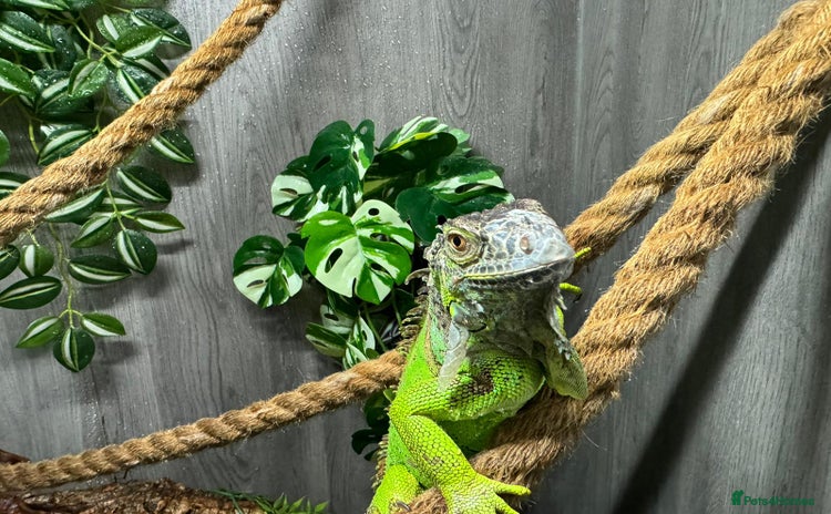 Iguana reptiles - Advert 1