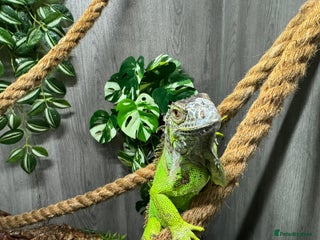 Iguana reptiles - Advert 1