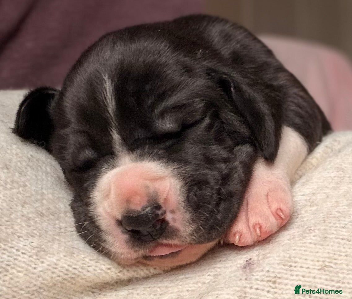 Great Dane dogs KC registered beautiful Great Dane Puppies - Advert 15