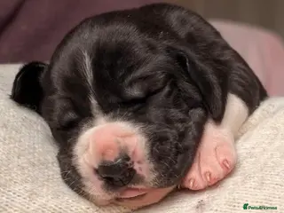 Great Dane dogs KC registered beautiful Great Dane Puppies - Advert 15