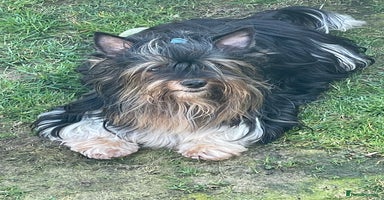 Biewer Terrier dogs - Advert 13