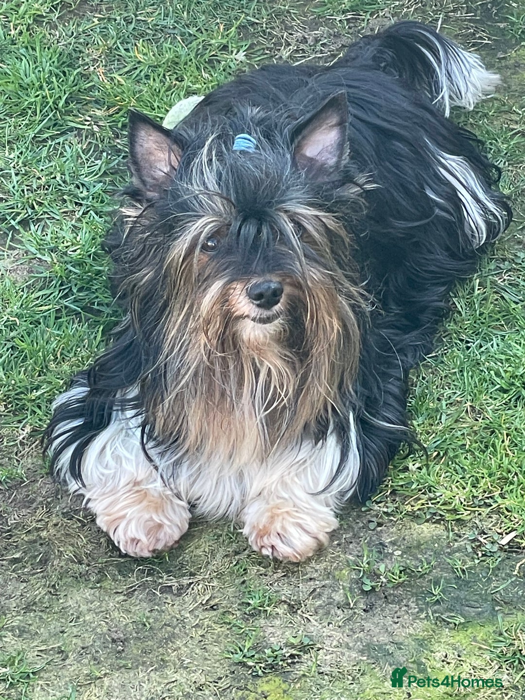 Biewer Terrier dogs for stud: 🐶🐶Yorkshire Terrier Biewer for stud 🥰🥰 - Image 2