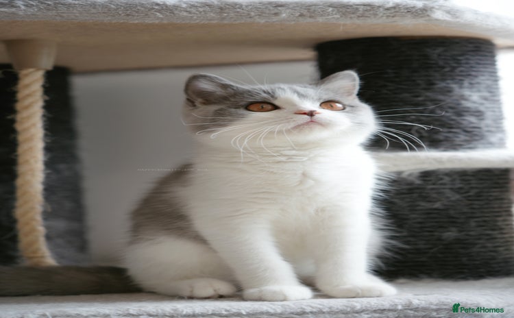 British Shorthair cats - Advert 1