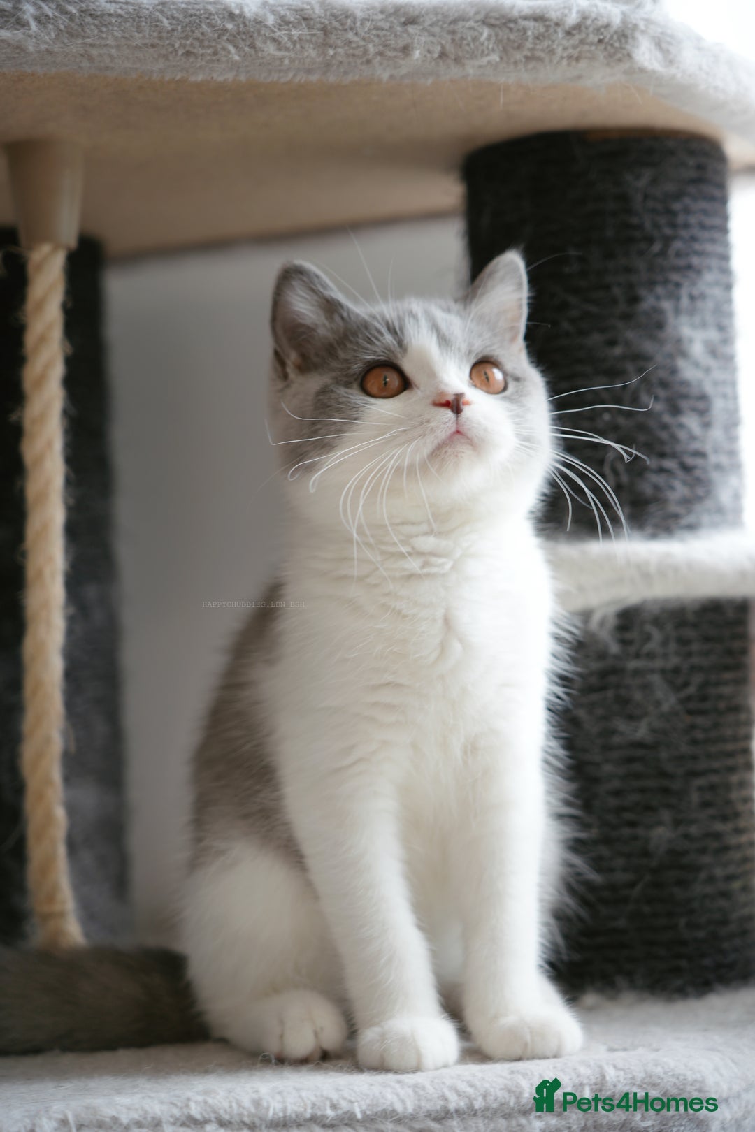 British Shorthair cats for sale: (Ready now) Registered and health checked BSH - Image 1